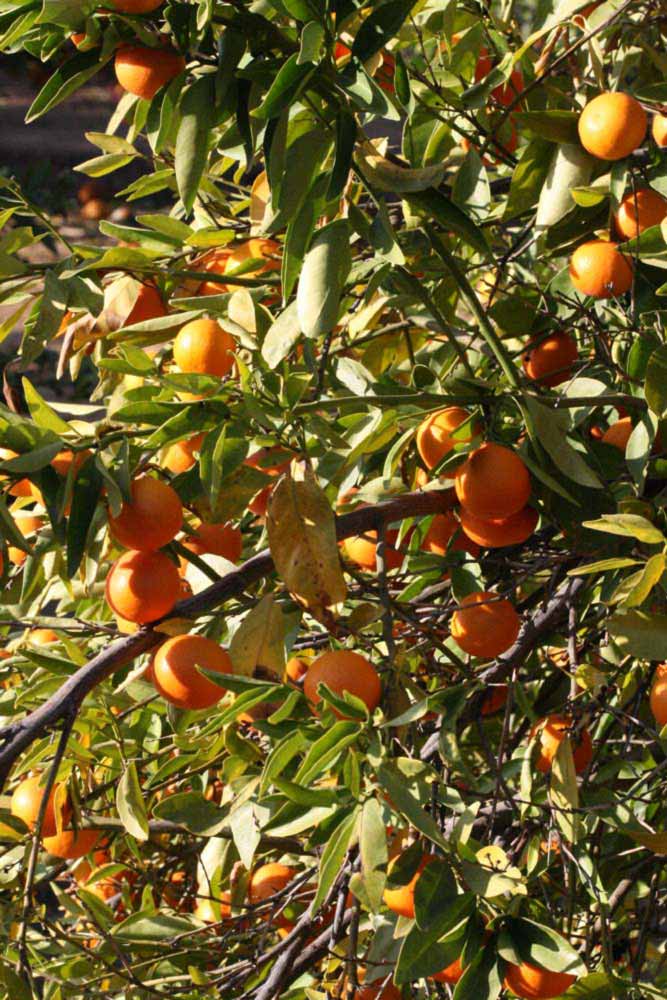            Sun leaves (Riverside, CA)   
